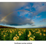 sunflower-sunrise-rainbow-hawaii