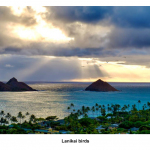 lanakai-birds-hawaii