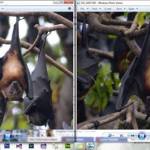 bats-male-and-female-fb-docman-napulan-june-2014