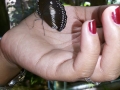 fb-daday-matta-chang-butterflies-on-palm