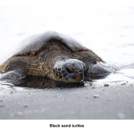 black-sand-turtle-hawaii