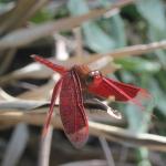 sucgang-male red-winged dragonfly.