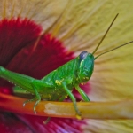 sucgang-grasshopper