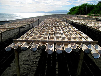 Fig. 2. Rows of half-cut bamboo used in drying sea water