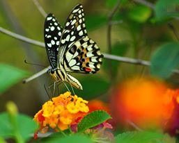 posecion butterflies of sulu