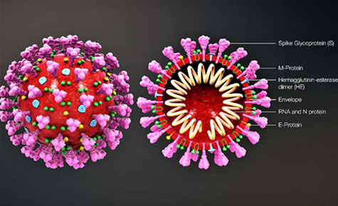 Figure 5. Chemical composition of the coronavirus